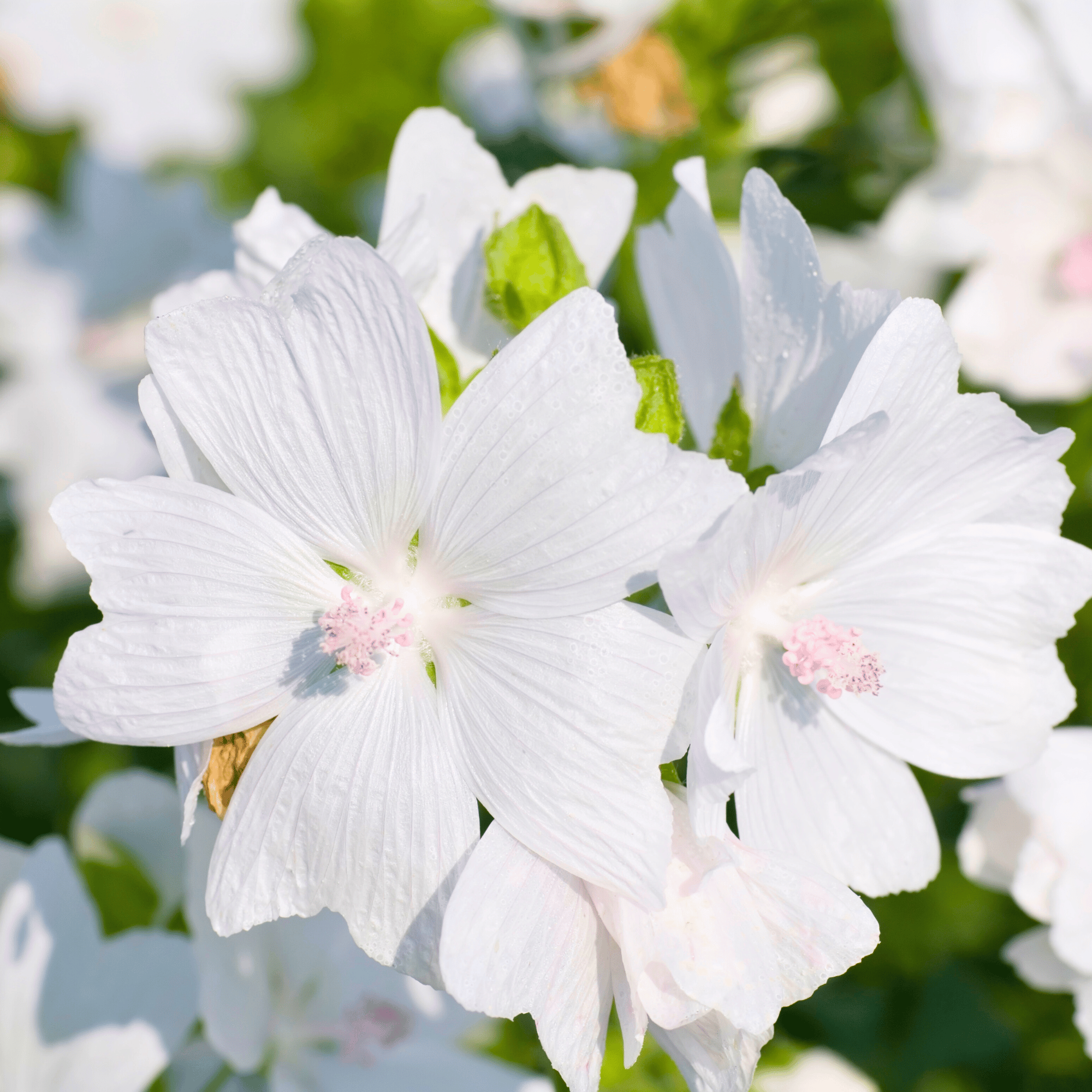 Parfum pour bougies – Musc blanc — vue 3