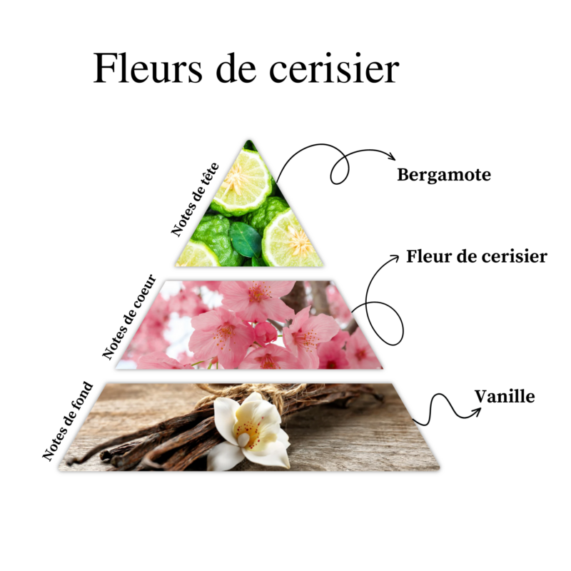 Les pyramides olfactives des parfums