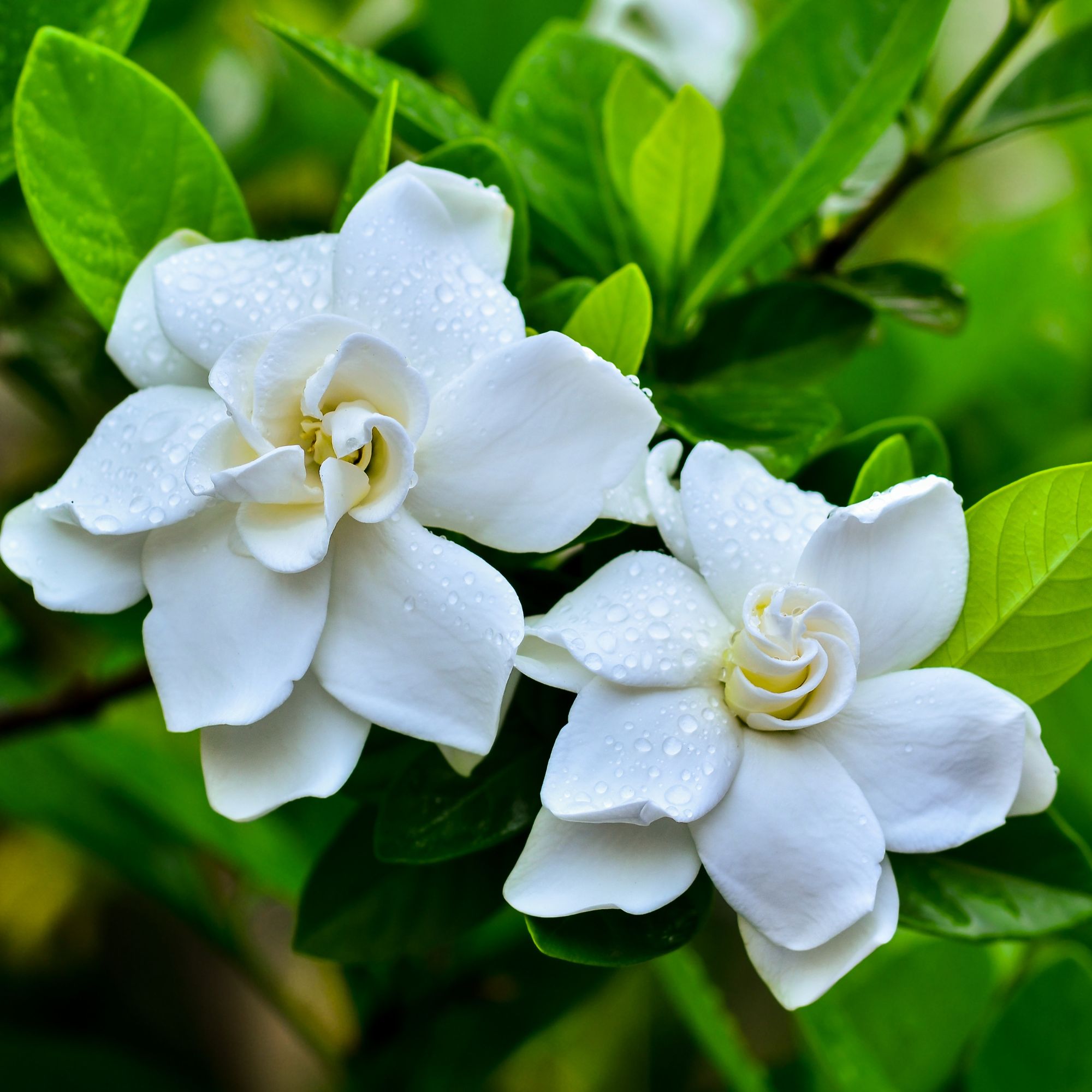 Parfum pour bougies &ndash; Ylang Ylang &mdash; vue 3