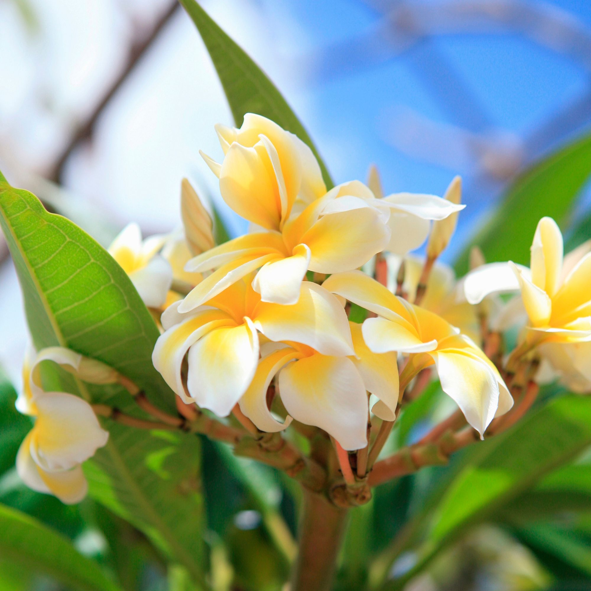 Parfum pour bougies &ndash; Mono&iuml; &mdash; vue 3