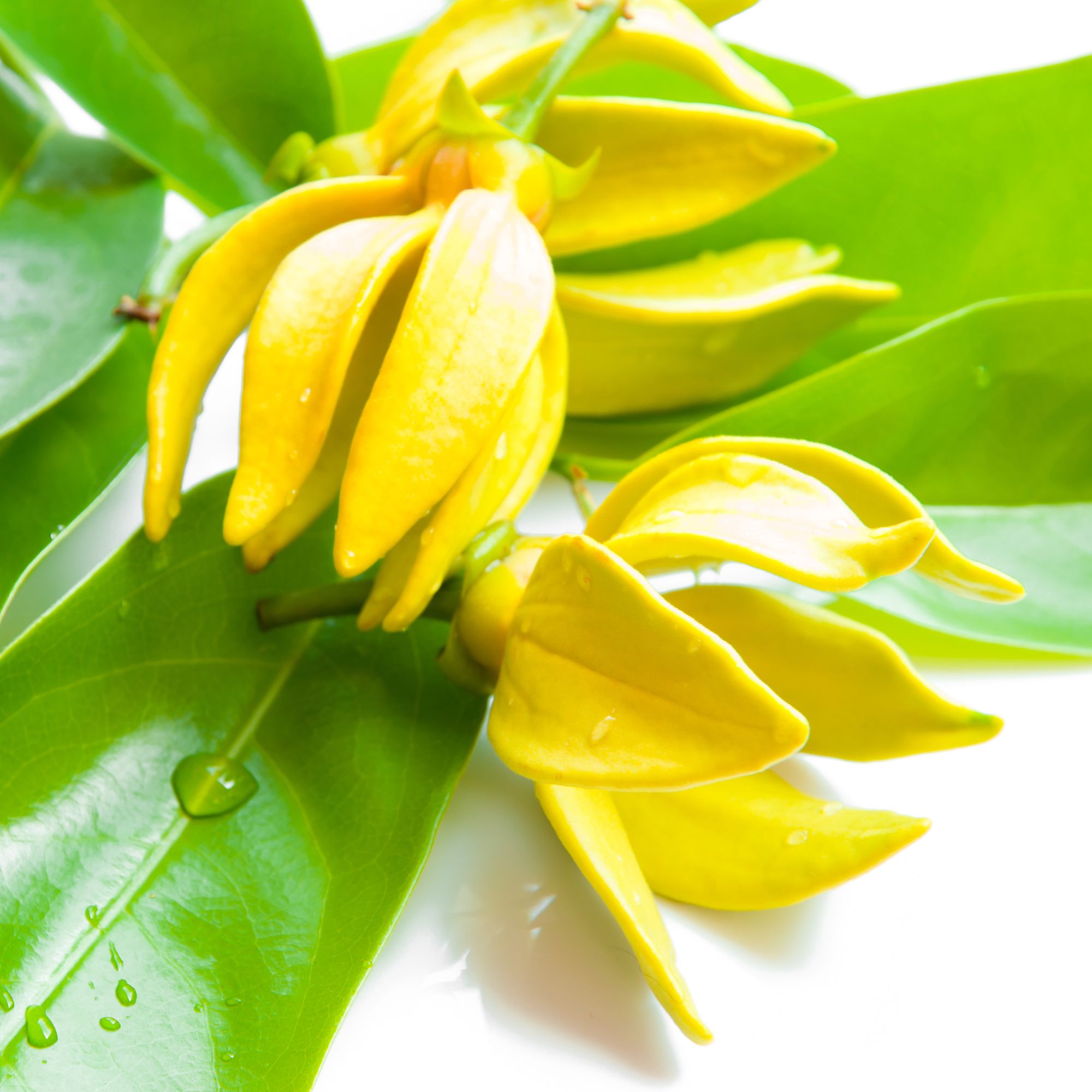 Parfum pour bougies &ndash; Ylang Ylang &mdash; vue 4