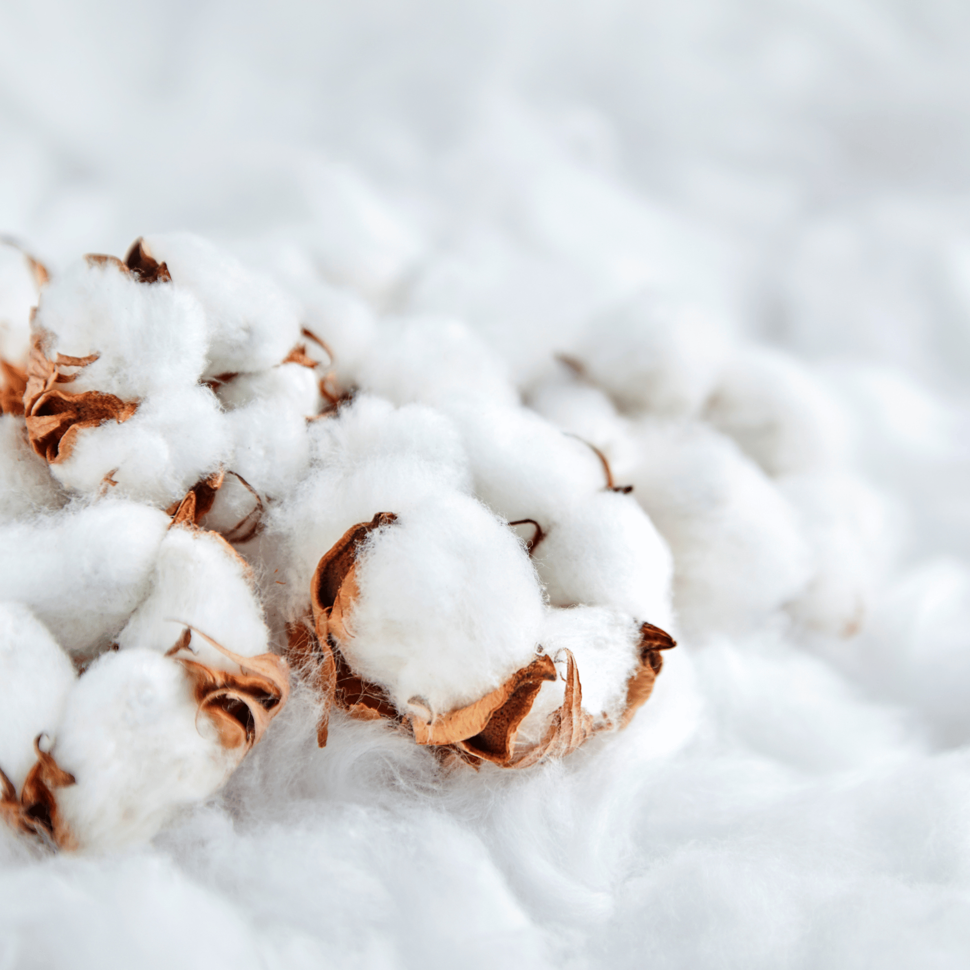 Parfum pour bougies –  Fleurs de coton — vue 3