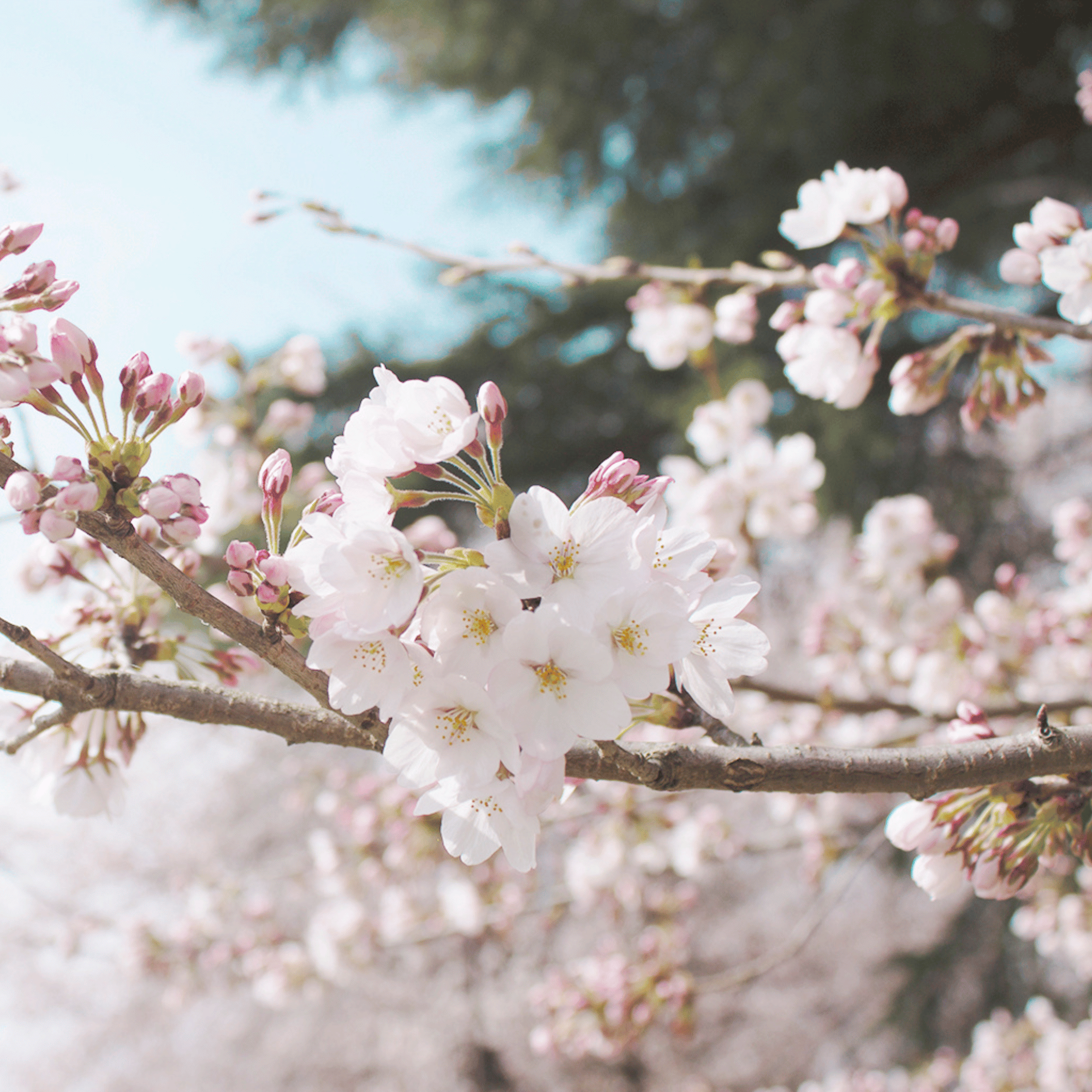 Parfum pour bougies &ndash; Fleurs de cerisier &mdash; vue 3