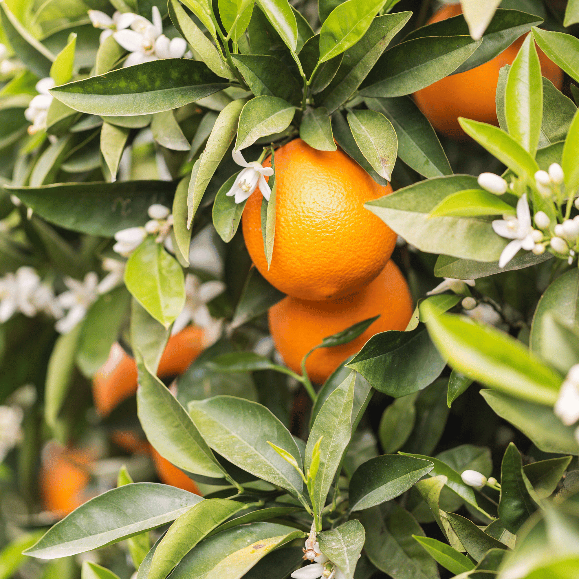 Parfum pour bougies – Fleurs d’oranger — vue 3