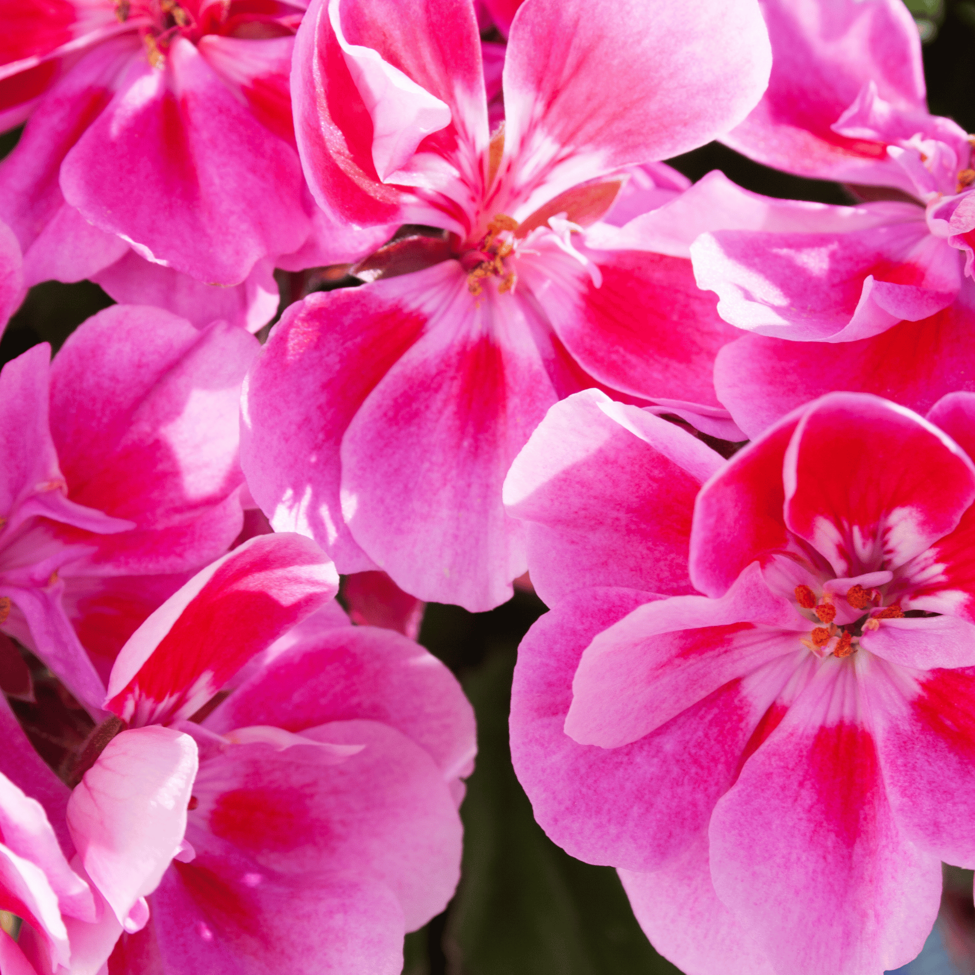 Parfum pour bougies &ndash; G&eacute;ranium &mdash; vue 2