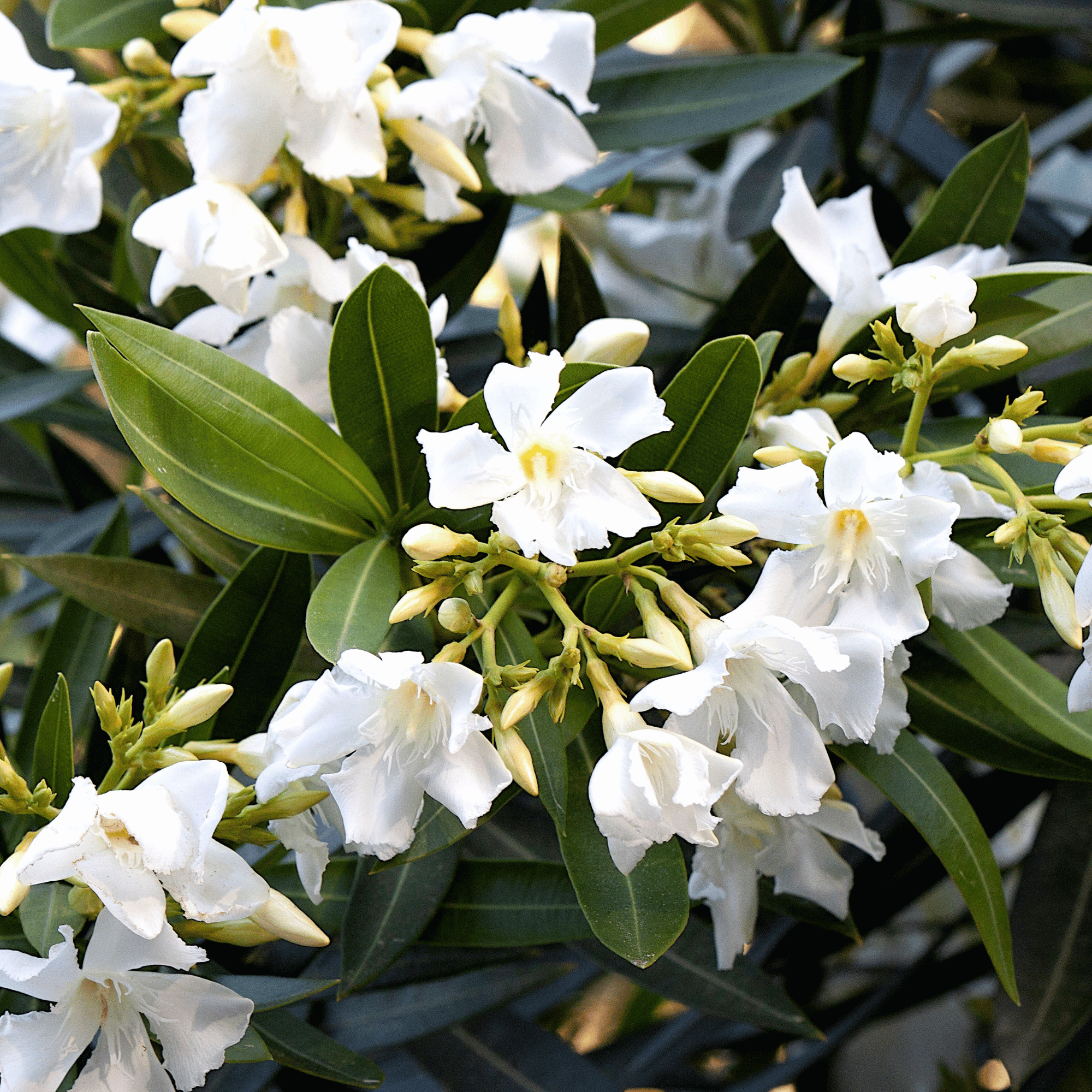 Parfum pour bougies &ndash; Jasmin &mdash; vue 2