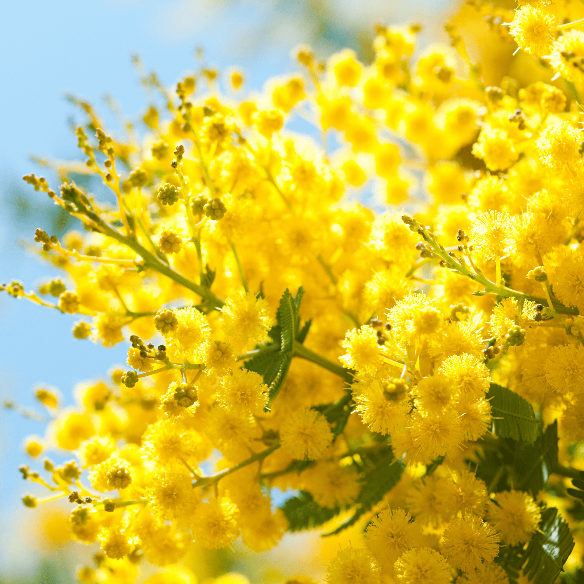 Parfum pour bougies &ndash; Mimosa &mdash; vue 2